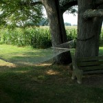 Views from around the Homestead