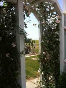 roses